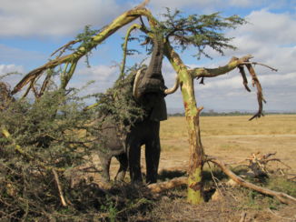 Amboseli National Park