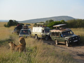 Better Places - Leeuwen in Maasai Mara Game Reserve