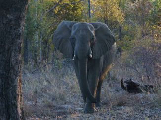 Hwange National Park - Olifant
