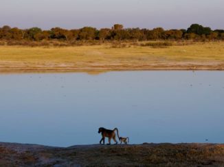 Hwange National Park - Meertje