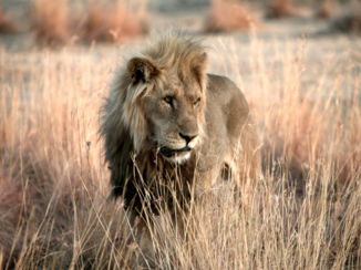 Namibië - De meester