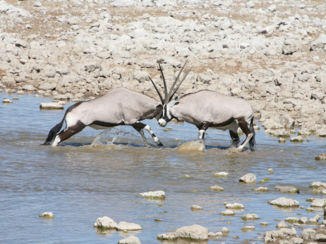 Namibië - 2 giganten