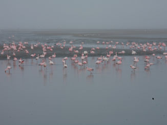 Namibië - Flamingoland