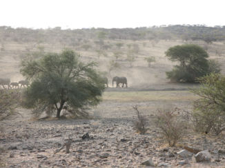 Namibië - Olifantentrek