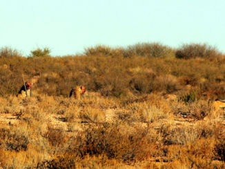 Botswana - Live Kill