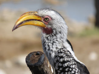 Botswana - Fluing banana