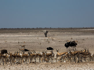 Namibië - Etosha NP
