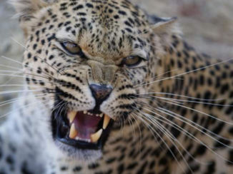 Namibië - Poos poesje