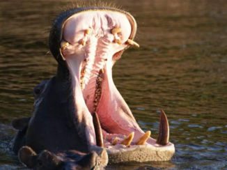 Botswana - Gapend nijlpaard