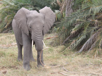 Kenia - Olifant in het wild