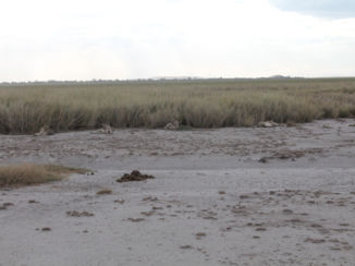 Kenia - Ze liggen er echt 5 leeuwen