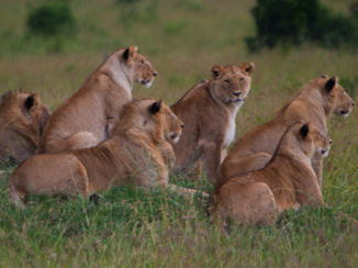 Kenia - Masai Mara