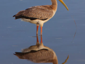 Kenia - Even pootje baden