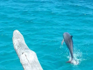 Kenia - Vrij in de natuur