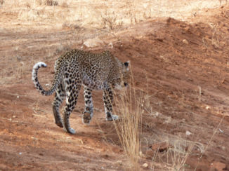 Kenia - Geluk in Tsavo National Park