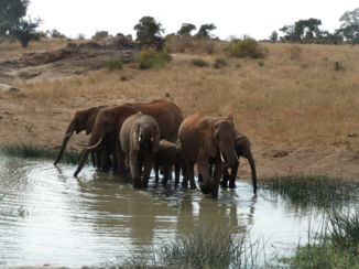 Kenia - Een kudde olifanten in Tsavo