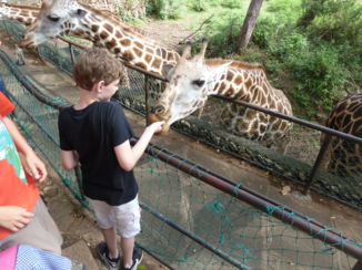 Kenia - Rothschild giraffen voeren in Haller park