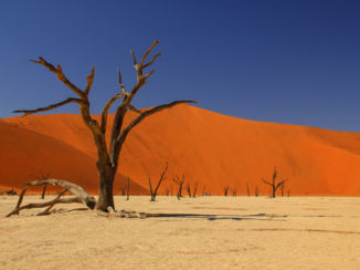 Namibië - Deadvlei in Namib-Naukluft National Park