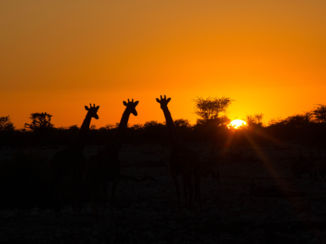 Namibië - african sunset Etosha