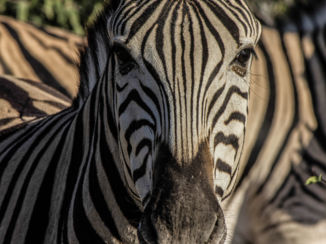 Namibië - zebra in Etosha
