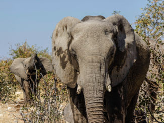 Namibië - olifanten in Etosha