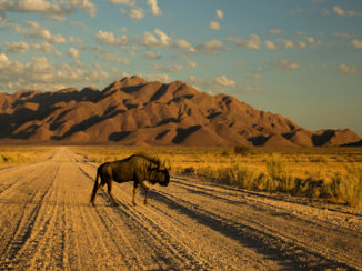 Namibië - Wildebeest op de weg richting Namib-Naukluft