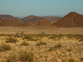 Namibië - Gemsbokken langs de weg