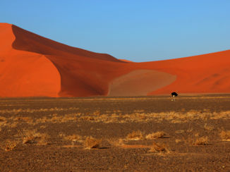 Namibië - struisvogel in Sossusvlei