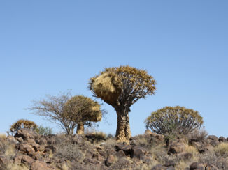 Namibië - Kokerbomenbos