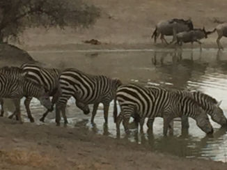 Tanzania - Zebra's in Tarangire NP