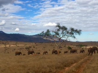 Kenia - Lions Bluff