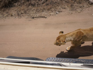 Tanzania - Naast de jeep!
