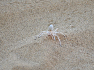 Namibië - Swakopmund