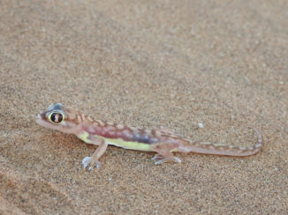 Namibië - one of the small five swakopmund