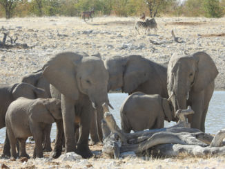 Namibië - Ethosha park