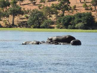 Namibië - Hippo's