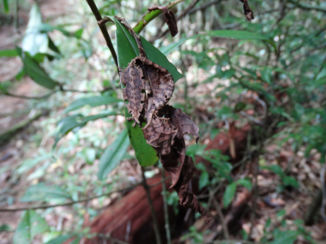 Madagaskar - Rara wat ben ik