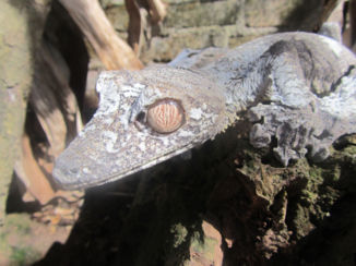 Madagaskar - Fotogeniek of niet