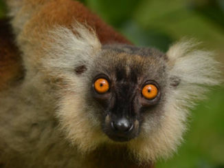Madagaskar