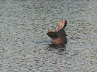 Namibië - Hippo