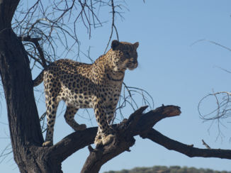 Namibië - Leopard
