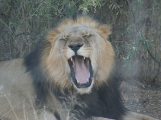 Namibië - Lion