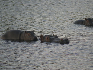 Namibië - Hippo babies