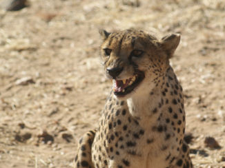 Namibië - Cheetah
