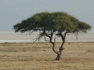 Namibië - Dessert tree