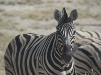 Namibië - Zebra