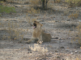 Namibië - Young lion