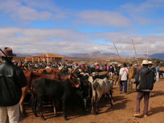 Madagaskar - Zebu markt