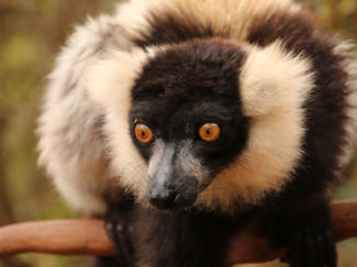 Madagaskar - lemuur
