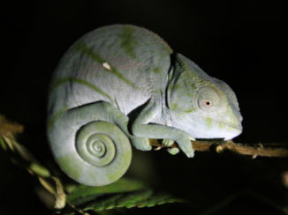 Madagaskar - kameleon
